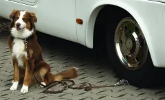 Hundehalterung Dog-Sitter, auch f.große Hunde, Aluminiumplatte